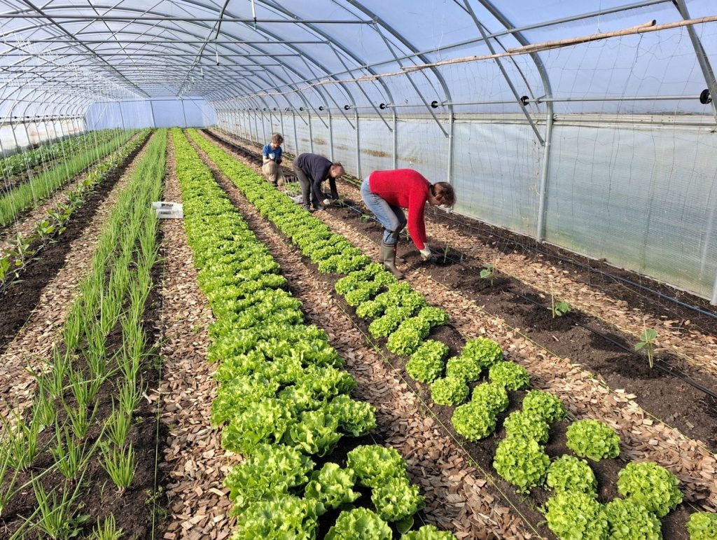 planten en mensen aan het werk in de tunnelkas